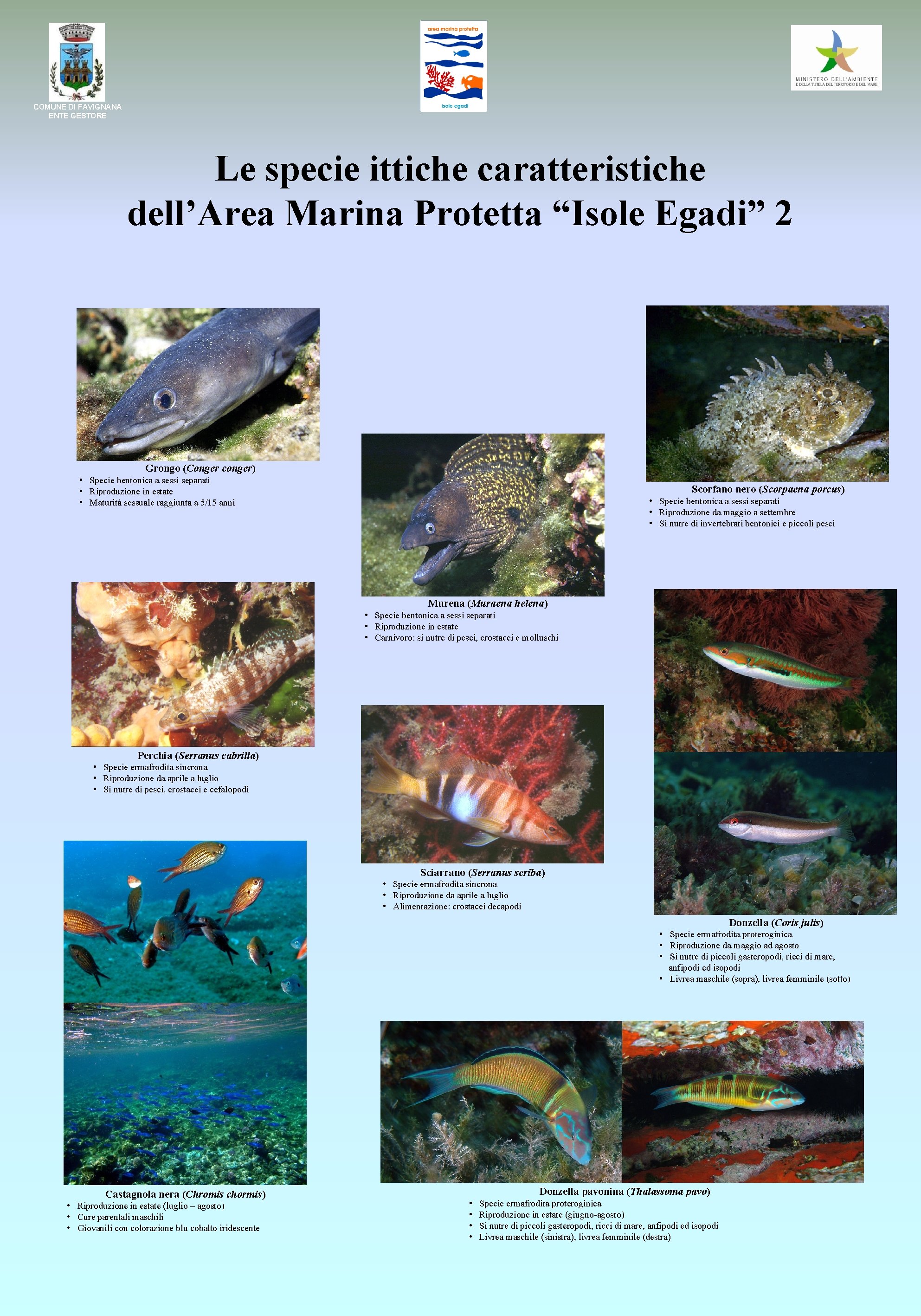 COMUNE DI FAVIGNANA ENTE GESTORE Le specie ittiche caratteristiche dell’Area Marina Protetta “Isole Egadi”