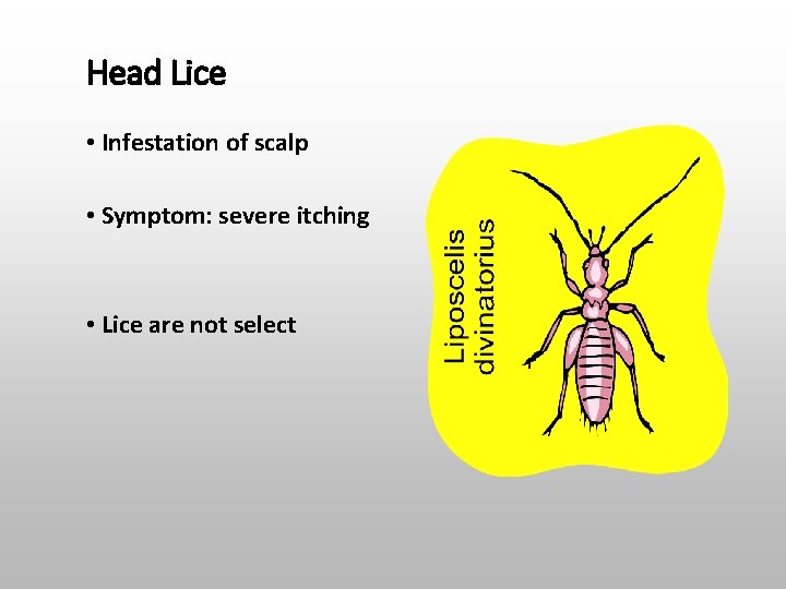 Head Lice • Infestation of scalp • Symptom: severe itching • Lice are not