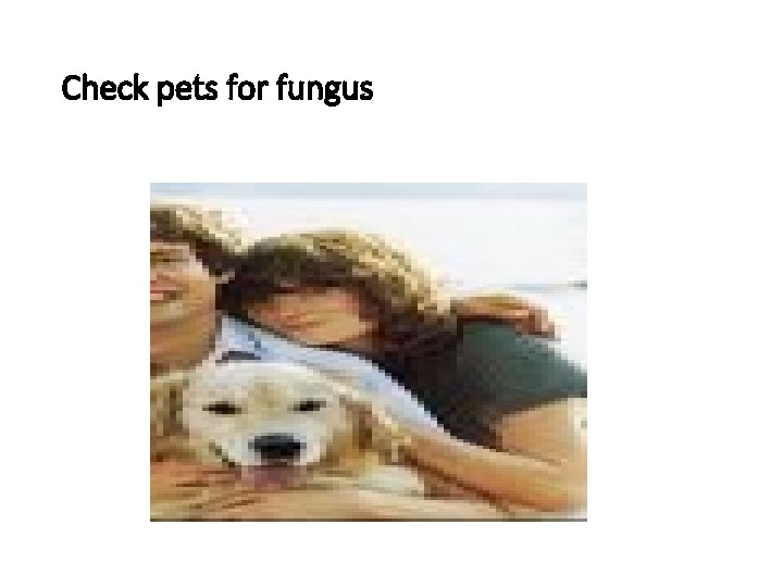 Check pets for fungus 