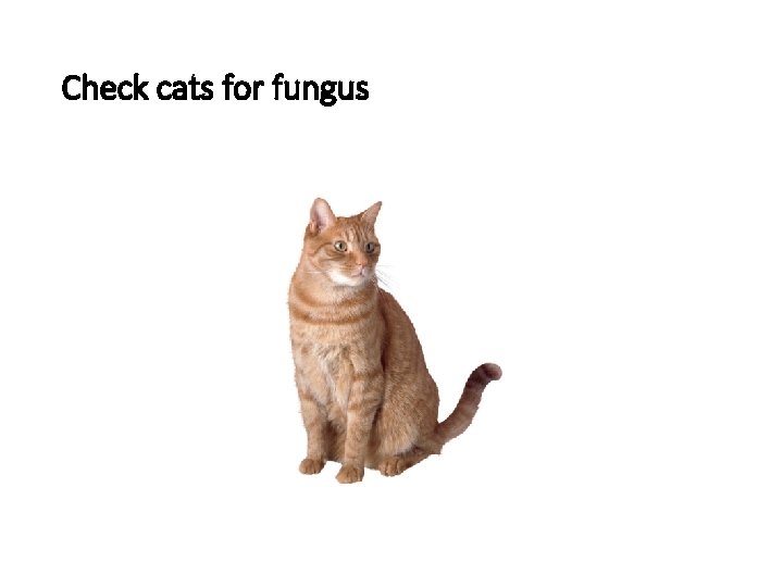 Check cats for fungus 