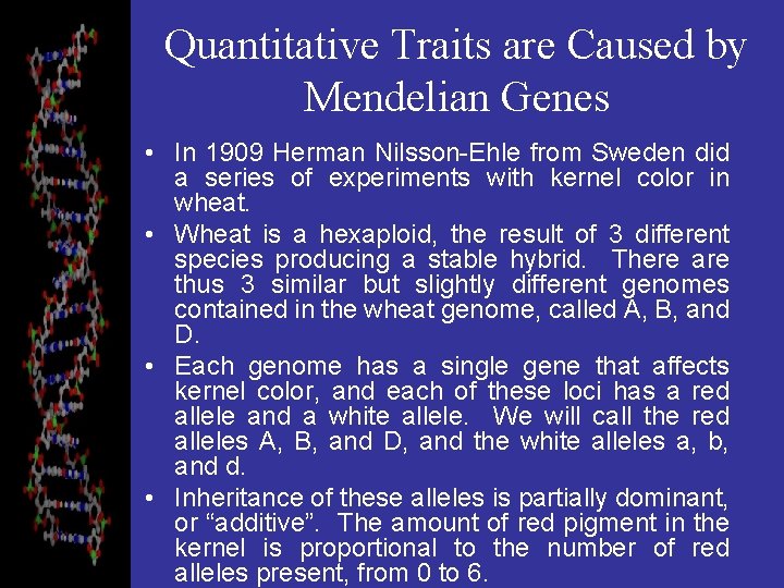 Quantitative Traits are Caused by Mendelian Genes • In 1909 Herman Nilsson-Ehle from Sweden