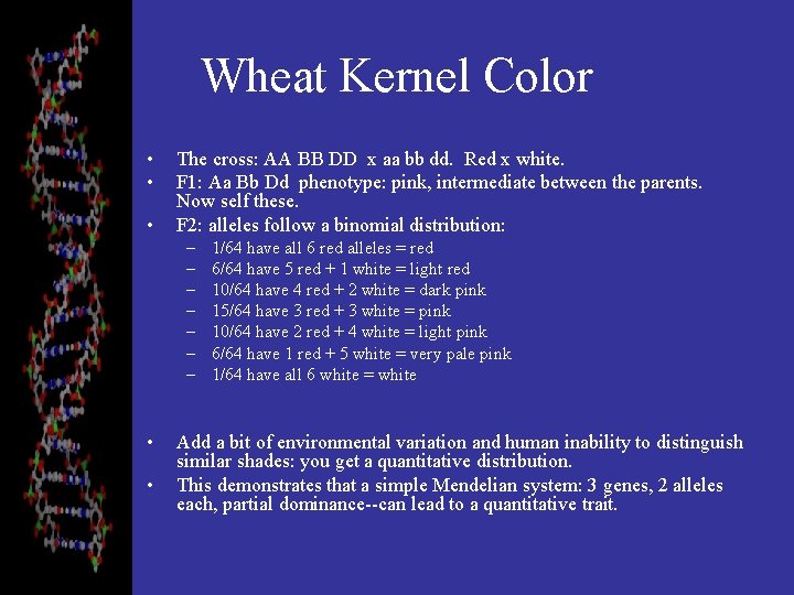 Wheat Kernel Color • • • The cross: AA BB DD x aa bb