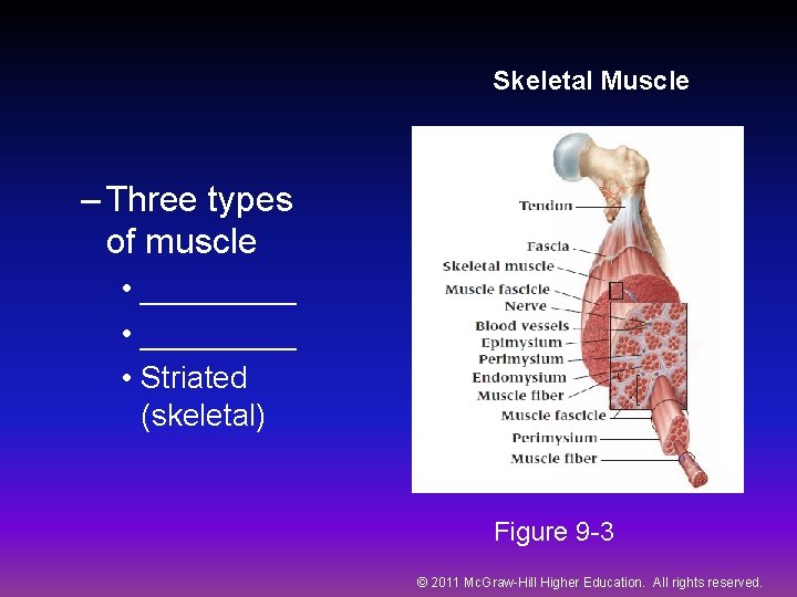 Skeletal Muscle – Three types of muscle • _________ • Striated (skeletal) Figure 9