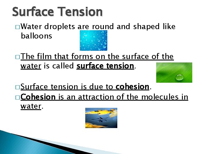 Surface Tension � Water droplets are round and shaped like balloons � The film