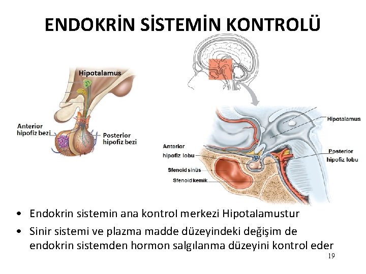 ENDOKRİN SİSTEMİN KONTROLÜ • Endokrin sistemin ana kontrol merkezi Hipotalamustur • Sinir sistemi ve ENDOKRİN SİSTEMİN KONTROLÜ • Endokrin sistemin ana kontrol merkezi Hipotalamustur • Sinir sistemi ve