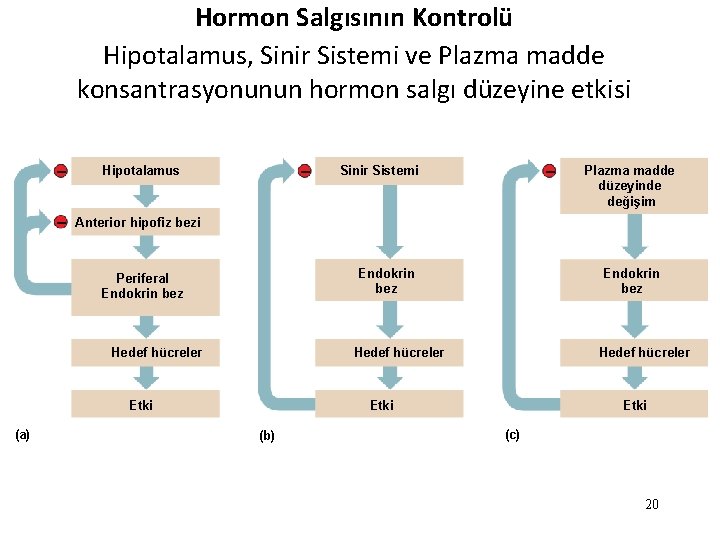 Hormon Salgısının Kontrolü Hipotalamus, Sinir Sistemi ve Plazma madde konsantrasyonunun hormon salgı düzeyine etkisi Hormon Salgısının Kontrolü Hipotalamus, Sinir Sistemi ve Plazma madde konsantrasyonunun hormon salgı düzeyine etkisi