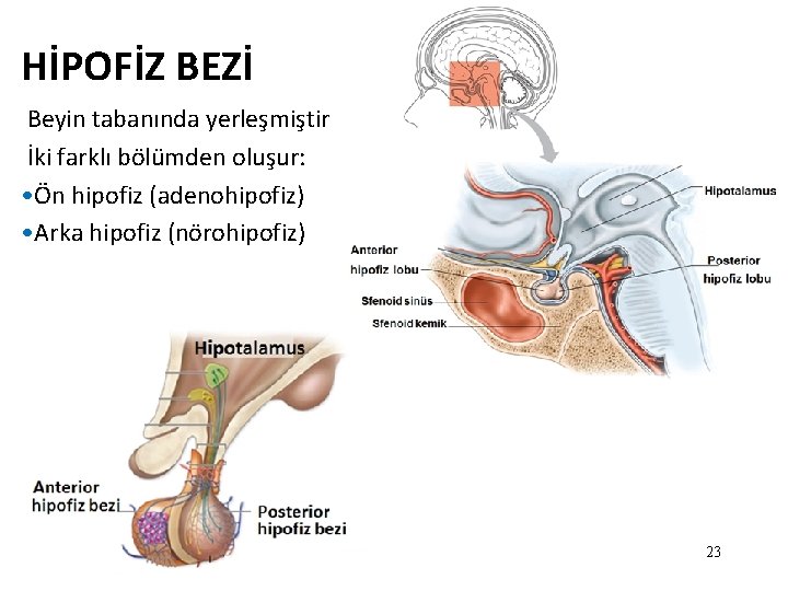 HİPOFİZ BEZİ Beyin tabanında yerleşmiştir İki farklı bölümden oluşur: • Ön hipofiz (adenohipofiz) • HİPOFİZ BEZİ Beyin tabanında yerleşmiştir İki farklı bölümden oluşur: • Ön hipofiz (adenohipofiz) •