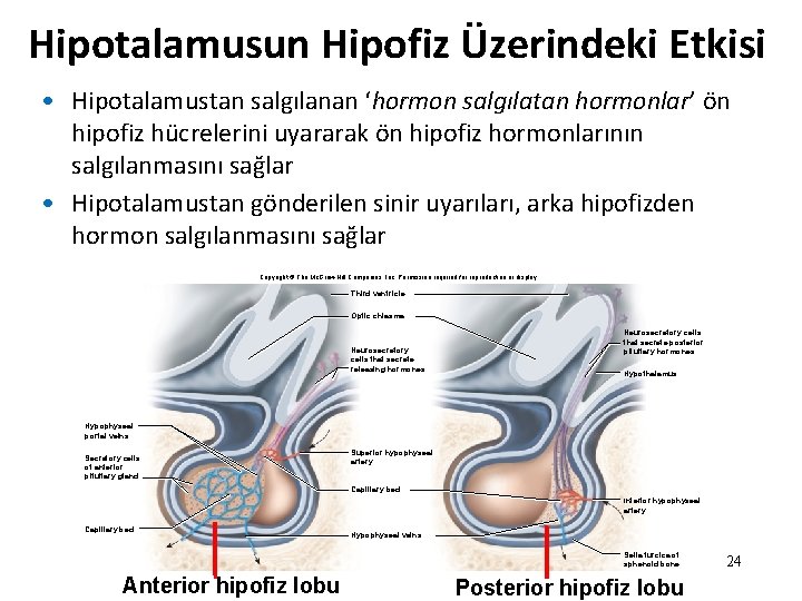 Hipotalamusun Hipofiz Üzerindeki Etkisi • Hipotalamustan salgılanan ‘hormon salgılatan hormonlar’ ön hipofiz hücrelerini uyararak Hipotalamusun Hipofiz Üzerindeki Etkisi • Hipotalamustan salgılanan ‘hormon salgılatan hormonlar’ ön hipofiz hücrelerini uyararak