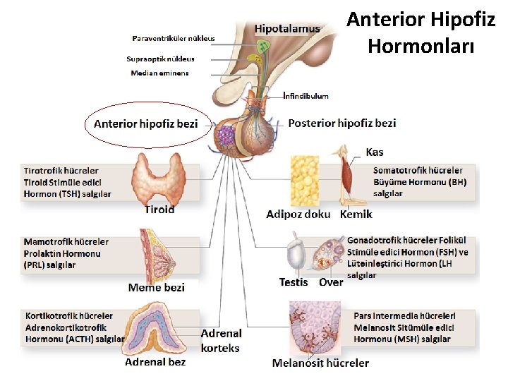 Anterior Hipofiz Hormonları 25 Anterior Hipofiz Hormonları 25