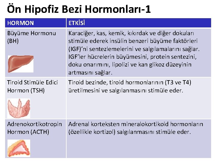 Ön Hipofiz Bezi Hormonları-1 HORMON ETKİSİ Büyüme Hormonu (BH) Karaciğer, kas, kemik, kıkırdak ve Ön Hipofiz Bezi Hormonları-1 HORMON ETKİSİ Büyüme Hormonu (BH) Karaciğer, kas, kemik, kıkırdak ve
