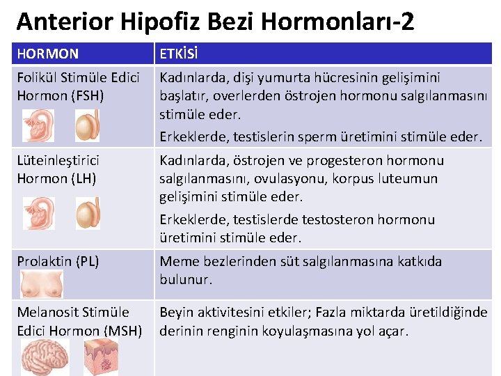Anterior Hipofiz Bezi Hormonları-2 HORMON ETKİSİ Folikül Stimüle Edici Hormon (FSH) Kadınlarda, dişi yumurta Anterior Hipofiz Bezi Hormonları-2 HORMON ETKİSİ Folikül Stimüle Edici Hormon (FSH) Kadınlarda, dişi yumurta