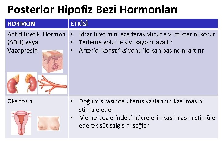 Posterior Hipofiz Bezi Hormonları HORMON ETKİSİ Antidiüretik Hormon • İdrar üretimini azaltarak vücut sıvı Posterior Hipofiz Bezi Hormonları HORMON ETKİSİ Antidiüretik Hormon • İdrar üretimini azaltarak vücut sıvı