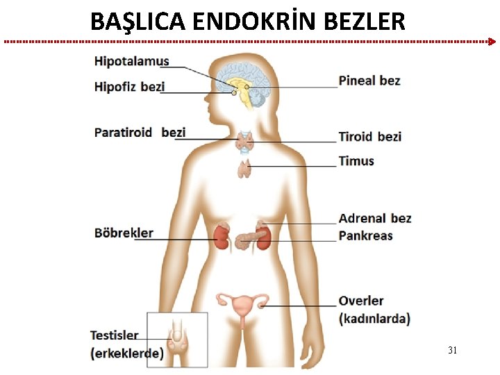 BAŞLICA ENDOKRİN BEZLER 31 BAŞLICA ENDOKRİN BEZLER 31