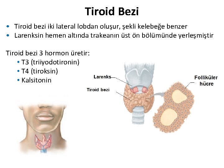 Tiroid Bezi • Tiroid bezi iki lateral lobdan oluşur, şekli kelebeğe benzer • Larenksin Tiroid Bezi • Tiroid bezi iki lateral lobdan oluşur, şekli kelebeğe benzer • Larenksin