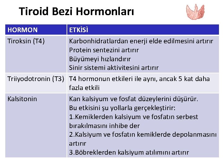 Tiroid Bezi Hormonları HORMON Tiroksin (T 4) ETKİSİ Karbonhidratlardan enerji elde edilmesini artırır Protein Tiroid Bezi Hormonları HORMON Tiroksin (T 4) ETKİSİ Karbonhidratlardan enerji elde edilmesini artırır Protein