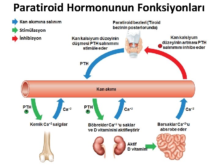 Paratiroid Hormonunun Fonksiyonları Paratiroid Hormonunun Fonksiyonları