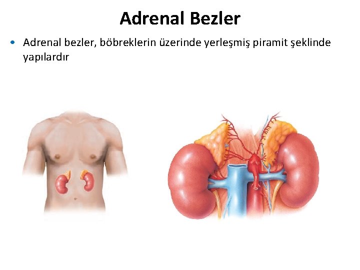 Adrenal Bezler • Adrenal bezler, böbreklerin üzerinde yerleşmiş piramit şeklinde yapılardır Adrenal Bezler • Adrenal bezler, böbreklerin üzerinde yerleşmiş piramit şeklinde yapılardır