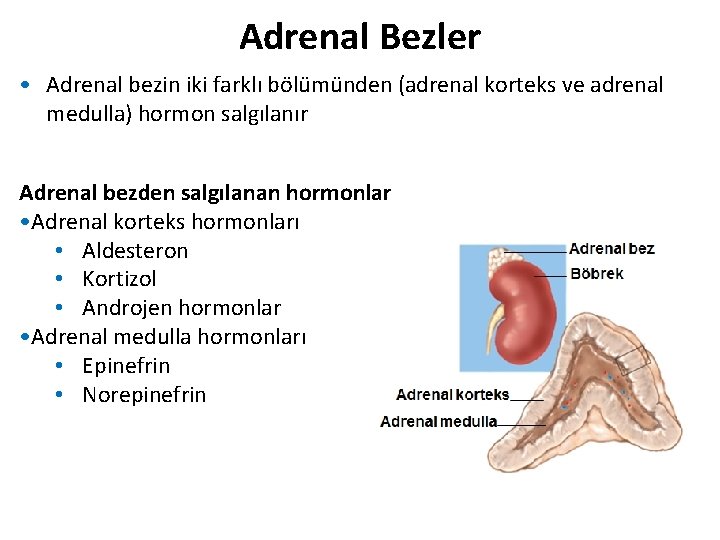 Adrenal Bezler • Adrenal bezin iki farklı bölümünden (adrenal korteks ve adrenal medulla) hormon Adrenal Bezler • Adrenal bezin iki farklı bölümünden (adrenal korteks ve adrenal medulla) hormon