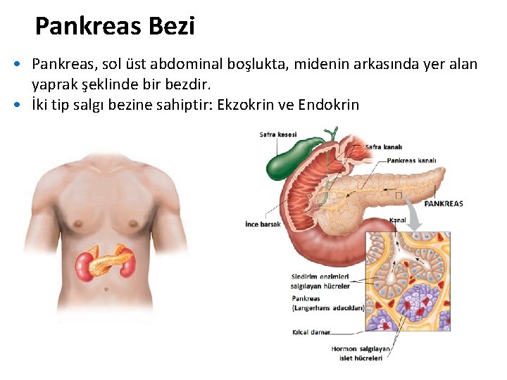 Pankreas Bezi • Pankreas, sol üst abdominal boşlukta, midenin arkasında yer alan yaprak şeklinde Pankreas Bezi • Pankreas, sol üst abdominal boşlukta, midenin arkasında yer alan yaprak şeklinde