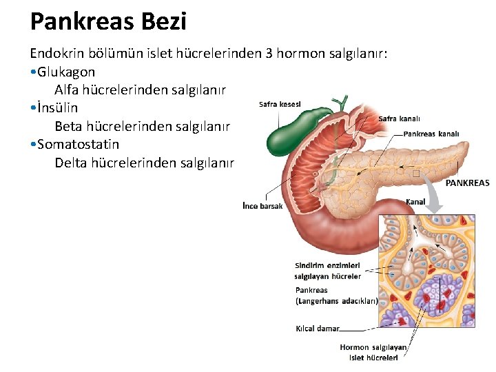 Pankreas Bezi Endokrin bölümün islet hücrelerinden 3 hormon salgılanır: • Glukagon Alfa hücrelerinden salgılanır Pankreas Bezi Endokrin bölümün islet hücrelerinden 3 hormon salgılanır: • Glukagon Alfa hücrelerinden salgılanır