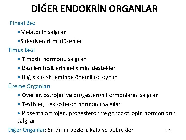 DİĞER ENDOKRİN ORGANLAR Pineal Bez • Melatonin salgılar • Sirkadyen ritmi düzenler Timus Bezi DİĞER ENDOKRİN ORGANLAR Pineal Bez • Melatonin salgılar • Sirkadyen ritmi düzenler Timus Bezi