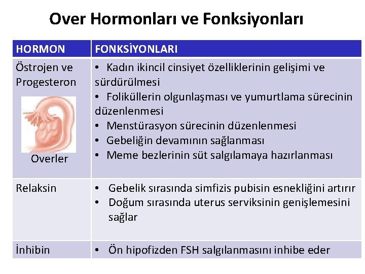 Over Hormonları ve Fonksiyonları HORMON Östrojen ve Progesteron Overler FONKSİYONLARI • Kadın ikincil cinsiyet Over Hormonları ve Fonksiyonları HORMON Östrojen ve Progesteron Overler FONKSİYONLARI • Kadın ikincil cinsiyet