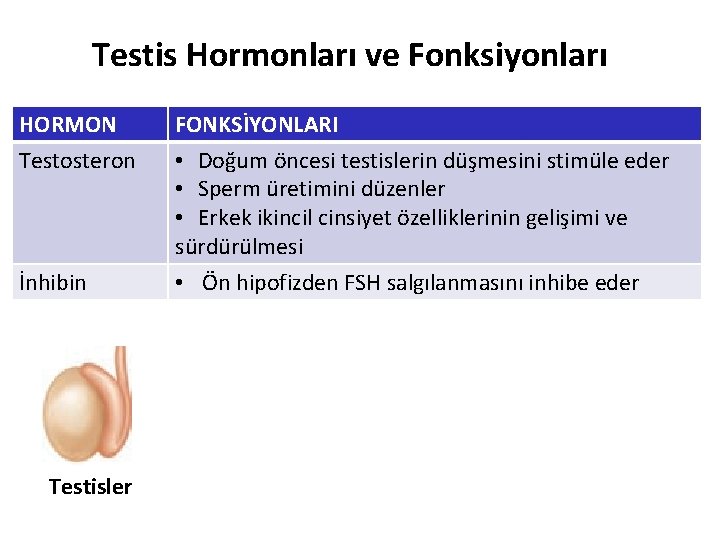 Testis Hormonları ve Fonksiyonları HORMON Testosteron İnhibin Testisler FONKSİYONLARI • Doğum öncesi testislerin düşmesini Testis Hormonları ve Fonksiyonları HORMON Testosteron İnhibin Testisler FONKSİYONLARI • Doğum öncesi testislerin düşmesini