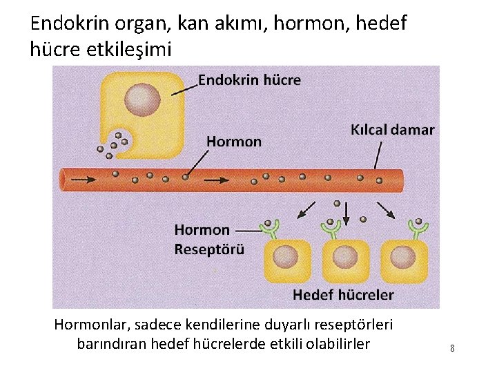 Endokrin organ, kan akımı, hormon, hedef hücre etkileşimi Hormonlar, sadece kendilerine duyarlı reseptörleri barındıran Endokrin organ, kan akımı, hormon, hedef hücre etkileşimi Hormonlar, sadece kendilerine duyarlı reseptörleri barındıran