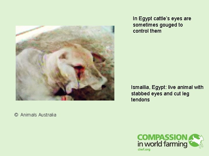 In Egypt cattle’s eyes are sometimes gouged to control them Ismailia, Egypt: live animal In Egypt cattle’s eyes are sometimes gouged to control them Ismailia, Egypt: live animal