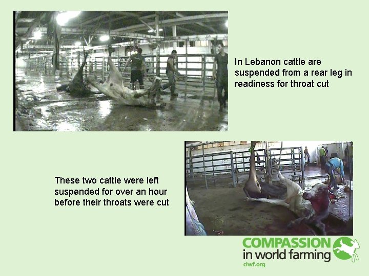 In Lebanon cattle are suspended from a rear leg in readiness for throat cut In Lebanon cattle are suspended from a rear leg in readiness for throat cut