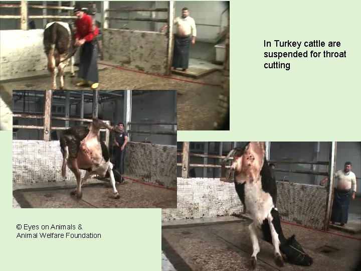 In Turkey cattle are suspended for throat cutting © Eyes on Animals & Animal In Turkey cattle are suspended for throat cutting © Eyes on Animals & Animal
