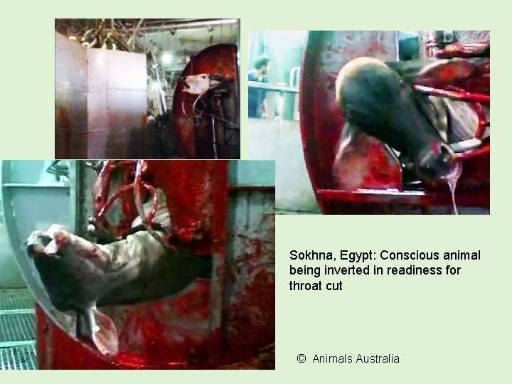 Sokhna, Egypt: Conscious animal being inverted in readiness for throat cut © Animals Australia Sokhna, Egypt: Conscious animal being inverted in readiness for throat cut © Animals Australia