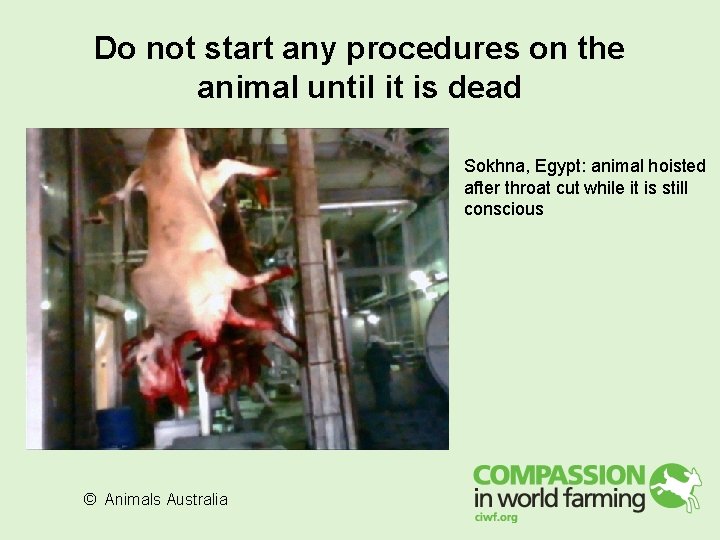 Do not start any procedures on the animal until it is dead Sokhna, Egypt: Do not start any procedures on the animal until it is dead Sokhna, Egypt:
