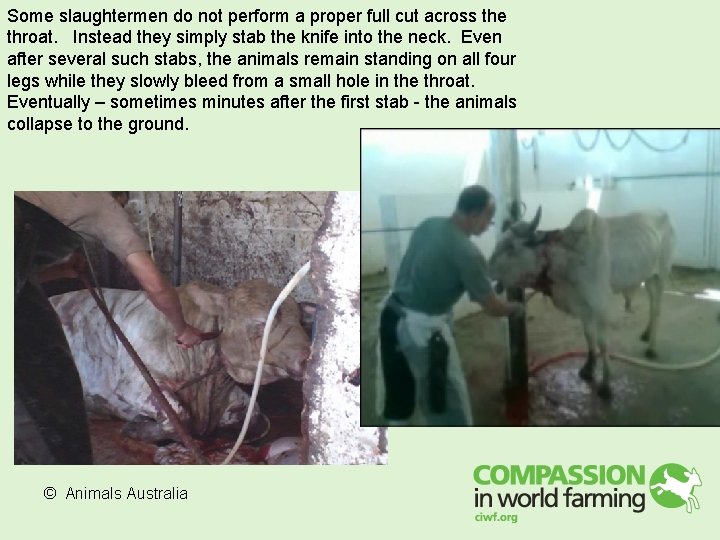 Some slaughtermen do not perform a proper full cut across the throat. Instead they Some slaughtermen do not perform a proper full cut across the throat. Instead they