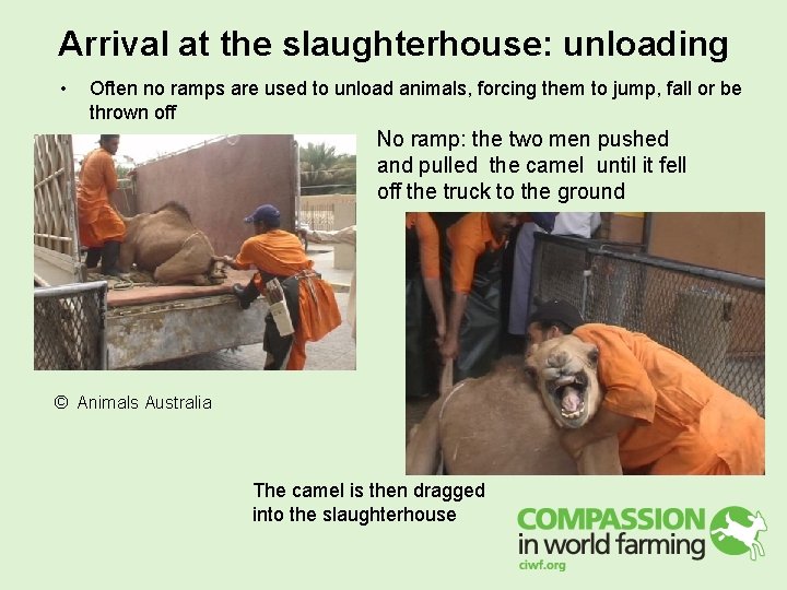 Arrival at the slaughterhouse: unloading • Often no ramps are used to unload animals, Arrival at the slaughterhouse: unloading • Often no ramps are used to unload animals,