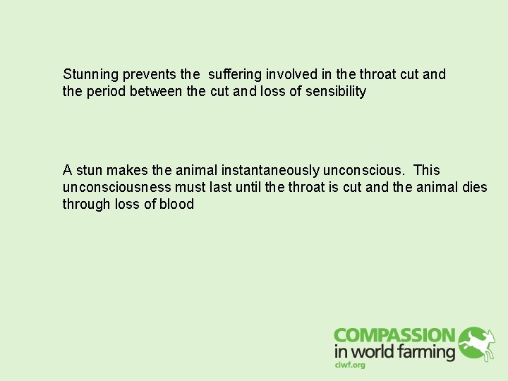 Stunning prevents the suffering involved in the throat cut and the period between the Stunning prevents the suffering involved in the throat cut and the period between the