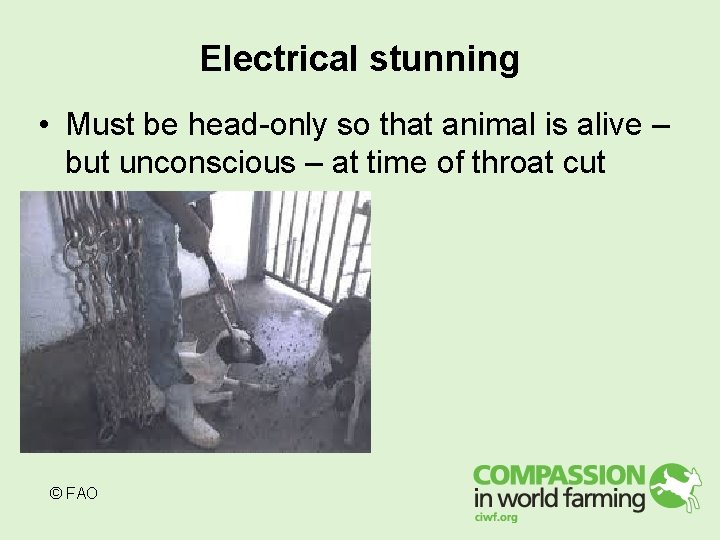 Electrical stunning • Must be head-only so that animal is alive – but unconscious Electrical stunning • Must be head-only so that animal is alive – but unconscious