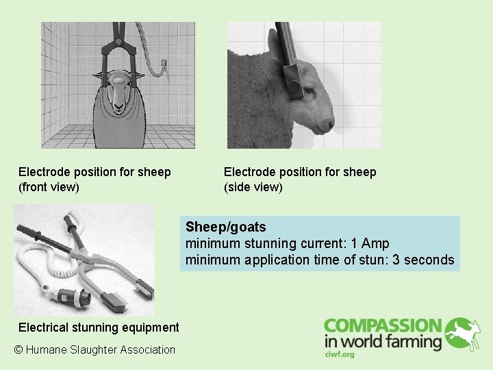 Electrode position for sheep (front view) Electrode position for sheep (side view) Sheep/goats minimum Electrode position for sheep (front view) Electrode position for sheep (side view) Sheep/goats minimum