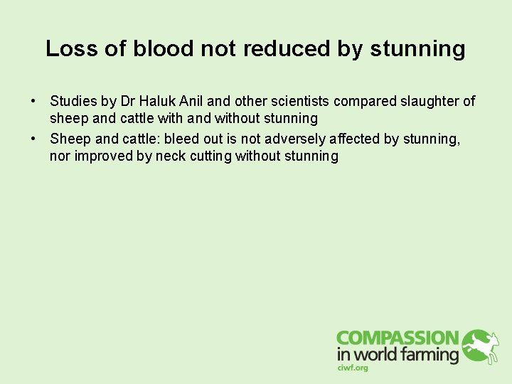 Loss of blood not reduced by stunning • Studies by Dr Haluk Anil and Loss of blood not reduced by stunning • Studies by Dr Haluk Anil and