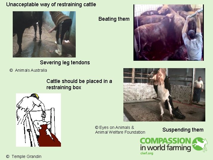 Unacceptable way of restraining cattle Beating them Severing leg tendons © Animals Australia Cattle Unacceptable way of restraining cattle Beating them Severing leg tendons © Animals Australia Cattle