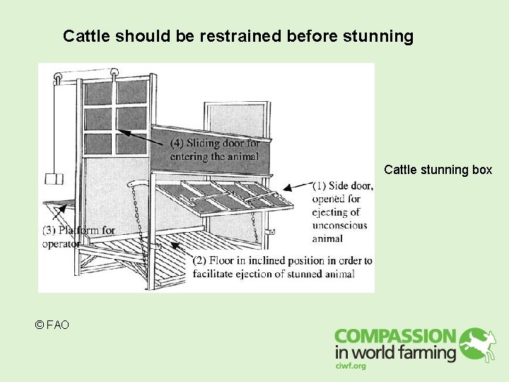 Cattle should be restrained before stunning Cattle stunning box © FAO Cattle should be restrained before stunning Cattle stunning box © FAO