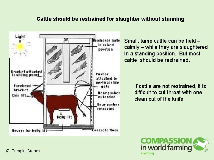 Cattle should be restrained for slaughter without stunning Small, tame cattle can be held Cattle should be restrained for slaughter without stunning Small, tame cattle can be held