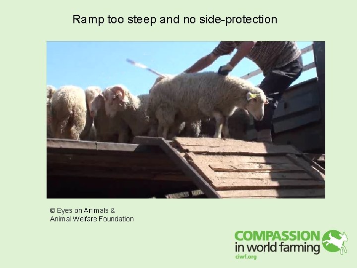 Ramp too steep and no side-protection © Eyes on Animals & Animal Welfare Foundation Ramp too steep and no side-protection © Eyes on Animals & Animal Welfare Foundation