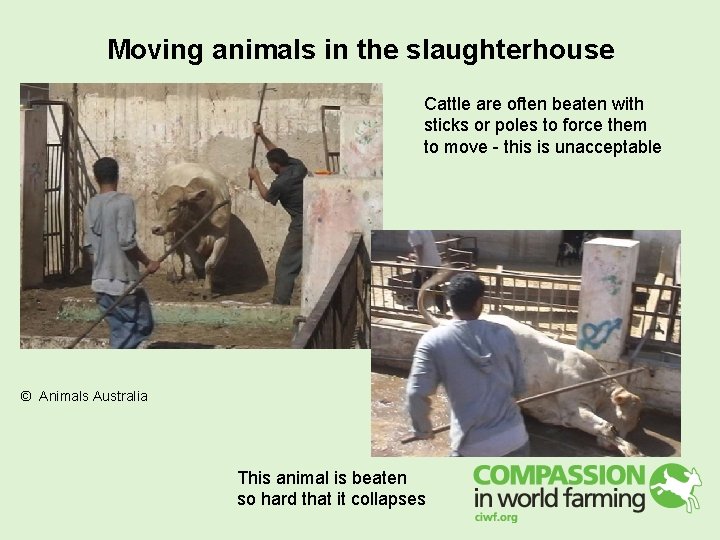 Moving animals in the slaughterhouse Cattle are often beaten with sticks or poles to Moving animals in the slaughterhouse Cattle are often beaten with sticks or poles to