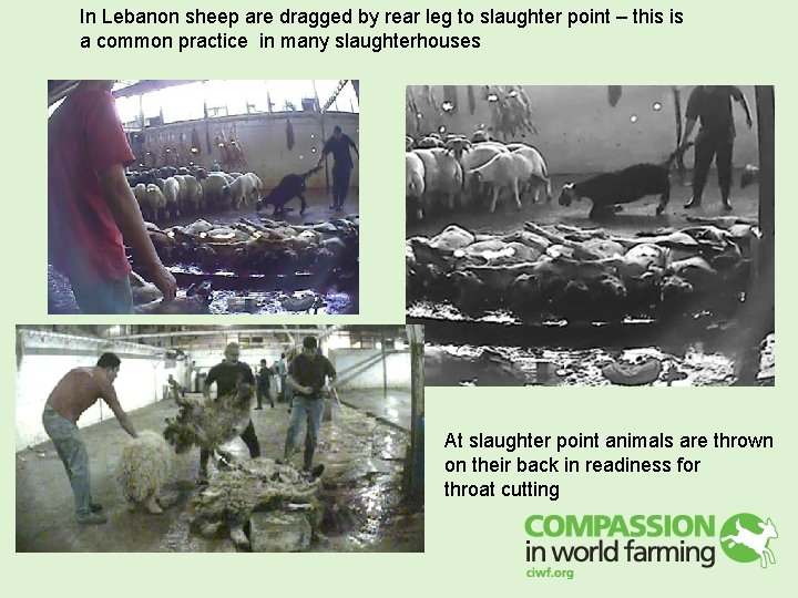 In Lebanon sheep are dragged by rear leg to slaughter point – this is In Lebanon sheep are dragged by rear leg to slaughter point – this is