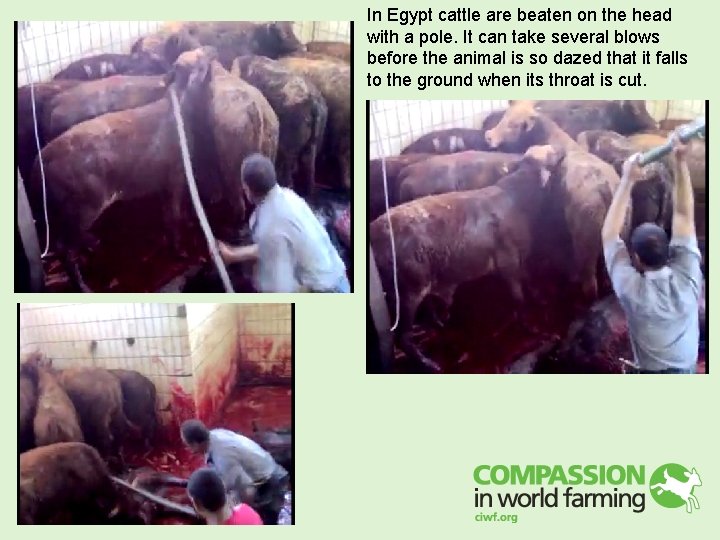 In Egypt cattle are beaten on the head with a pole. It can take In Egypt cattle are beaten on the head with a pole. It can take