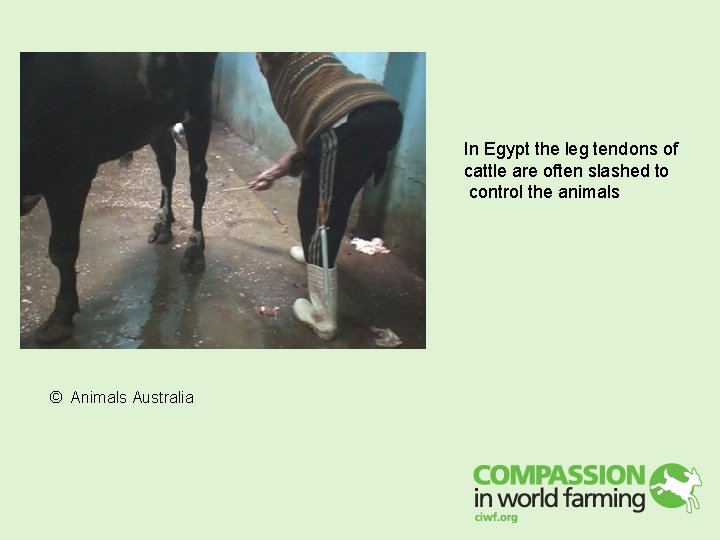 In Egypt the leg tendons of cattle are often slashed to control the animals In Egypt the leg tendons of cattle are often slashed to control the animals