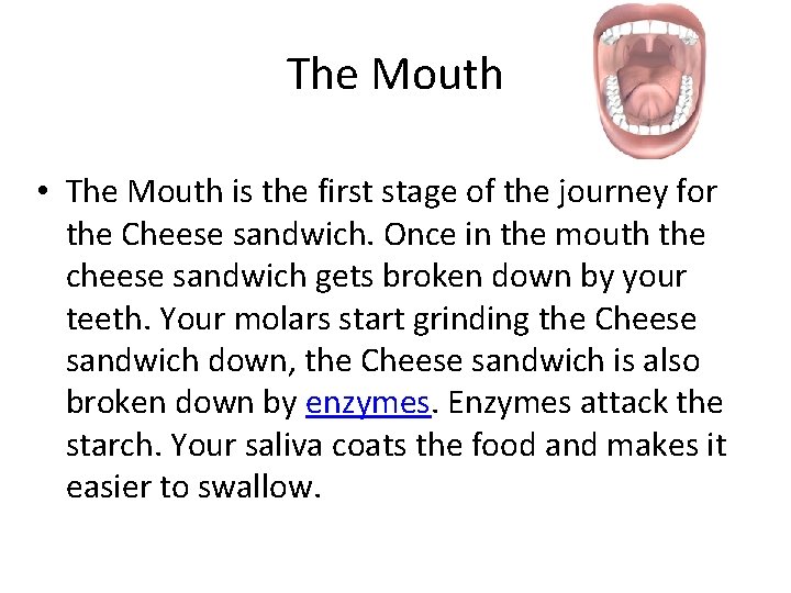 The Mouth • The Mouth is the first stage of the journey for the