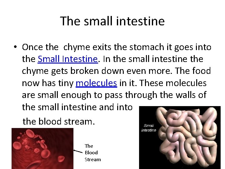 The small intestine • Once the chyme exits the stomach it goes into the