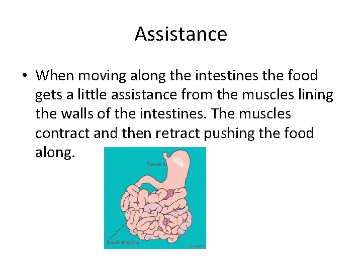 Assistance • When moving along the intestines the food gets a little assistance from